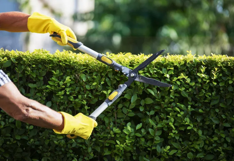 Hedge Trimming & Pruning