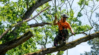 Tree Services Custer, WA