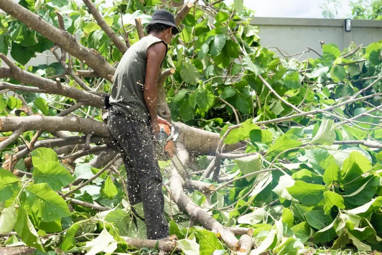 Tree Removal Service