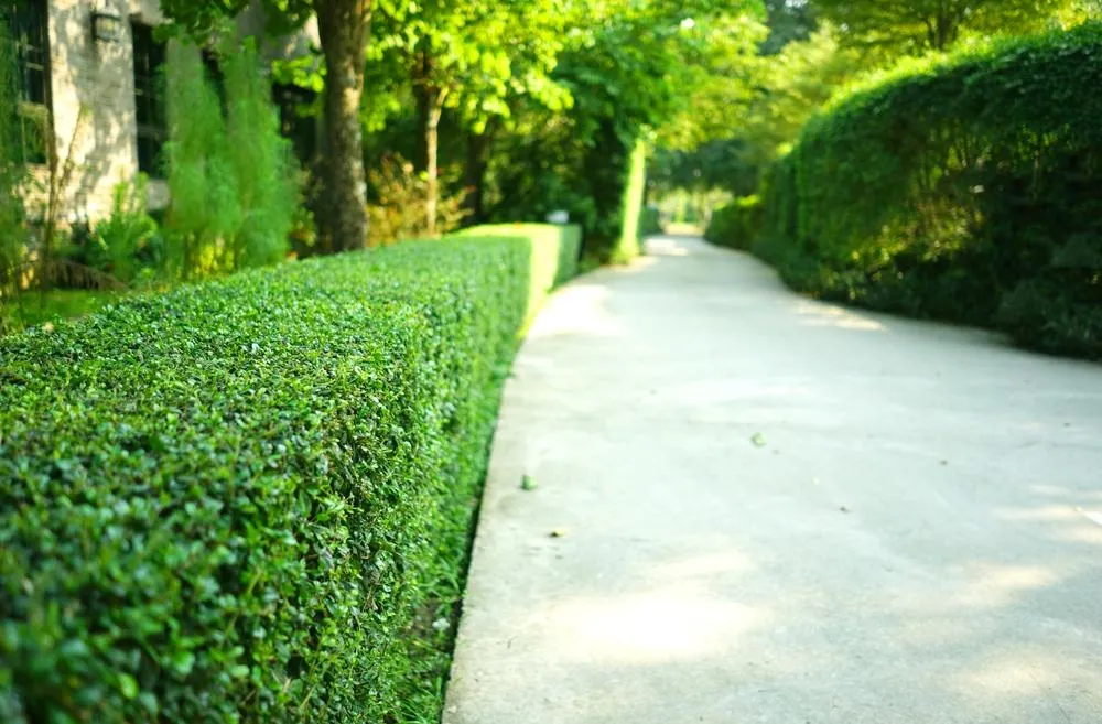 Hedge Trimming {{location.city}} - {{location.name}