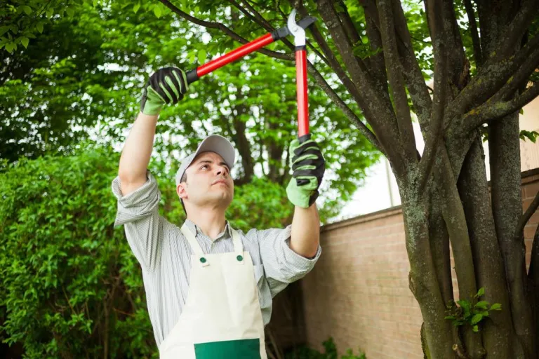 Tree Trimming & Pruning